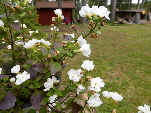 Vita blommor med gården i bakgrunden